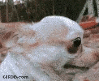 Close Up Of Small White Dog GIF
