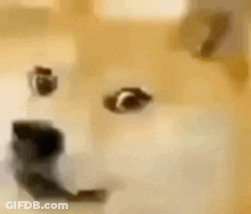 Close Up Of Smiling Dog GIF