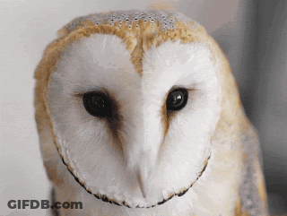 Close Up Of Smiling Owl Face GIF