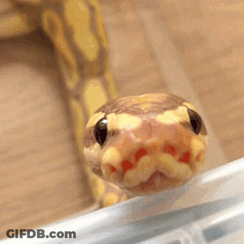Close Up Of Snake Face Looking At Camera GIF