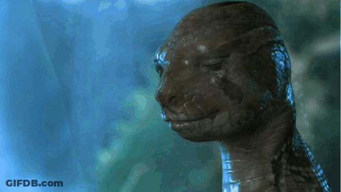 Close Up Of Snake Head With Eyes Closed GIF