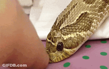 Close Up Of Snake Head With Hand GIF