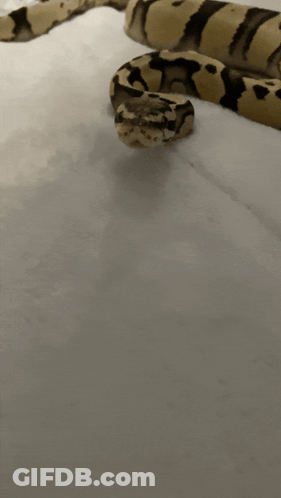 Close Up Of Snake On Bed GIF
