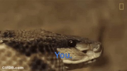 Close Up Of Snake Saying You GIF