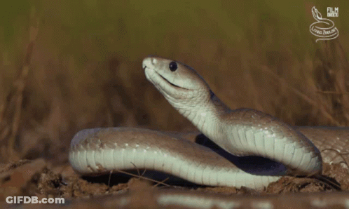 Close Up Of Snake With Film Snake Logo GIF