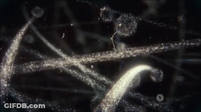 Close Up Of Sparkly Cell GIF