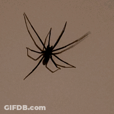 Close Up Of Spider's Shadow GIF