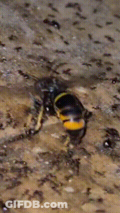 Close Up Of Spider With Alexfc GIF