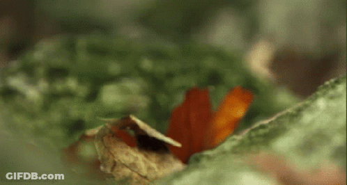 Close Up Of Squirrel Eating Nut On Branch GIF