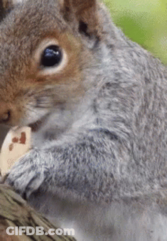 Close Up Of Squirrel Eating Nut On Tree Branch GIF
