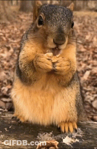 Close Up Of Squirrel Eating Peanut GIF