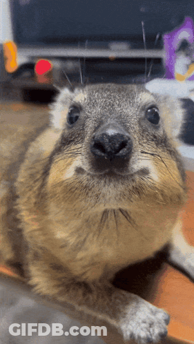 Close Up Of Squirrel Face Looking At Camera GIF