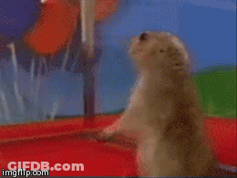 Close Up Of Squirrel Face GIF