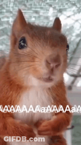 Close Up Of Squirrel Looking At Camera Saying Aaa GIF