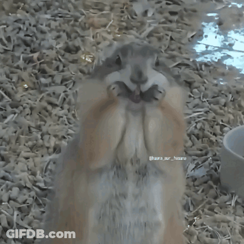 Close Up Of Squirrel Named Hara GIF