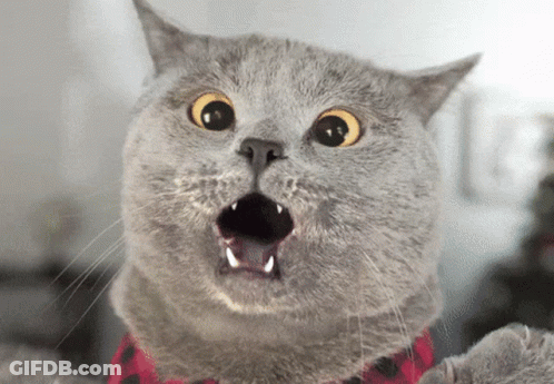 Close Up Of Surprised Cat Face GIF