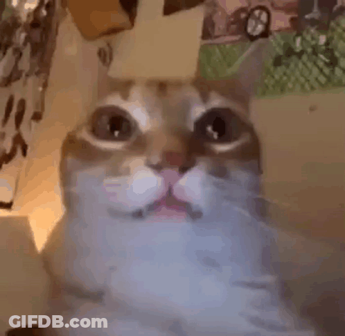 Close Up Of Surprised Cat Looking At Camera GIF