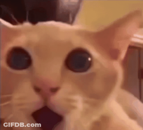 Close Up Of Surprised Cat Looking At Camera GIF