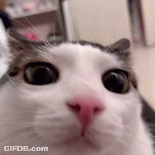 Close Up Of Surprised Cat Looking At Camera GIF
