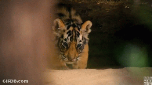 Close Up Of Tiger Cub With BBC America GIF