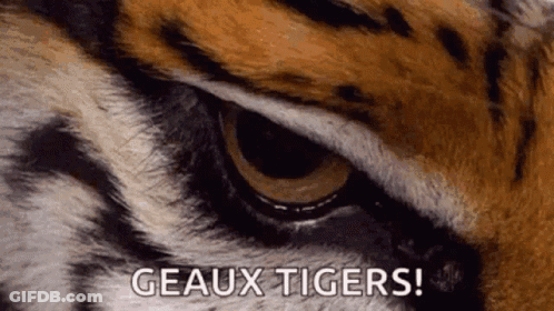 Close Up Of Tiger Eye Saying Geaux Tigers GIF