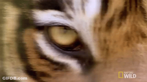 Close Up Of Tiger Eye With National Geographic Wild Logo GIF