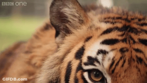 Close Up Of Tiger Face Looking At Camera GIF