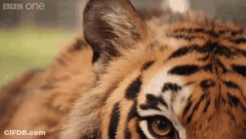 Close Up Of Tiger Face With Eyes Closed GIF