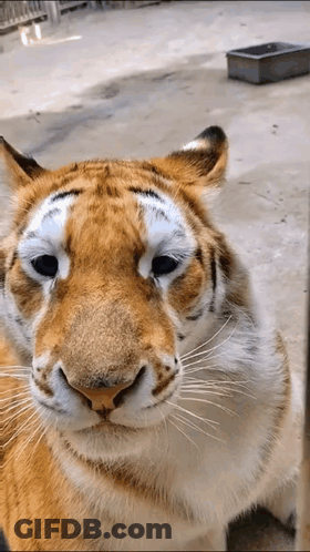 Close Up Of Tiger Face With Gray Container GIF