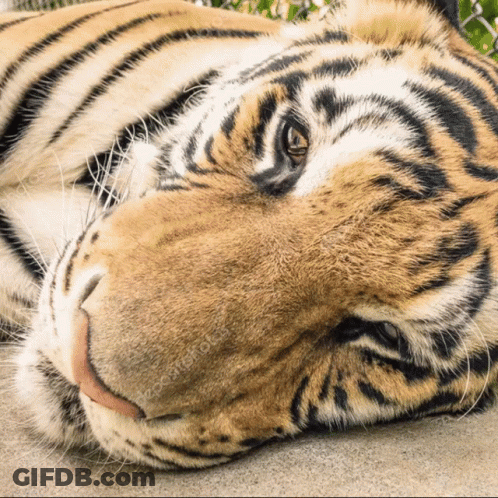 Close Up Of Tiger Laying Down With Eyes Closed GIF