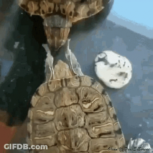 Close Up Of Turtle Shell And Head GIF