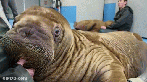 Close Up Of Walrus With Man Behind GIF