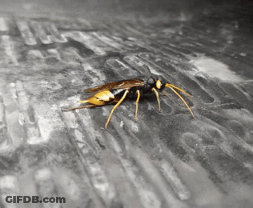Close Up Of Wasp Crawling GIF