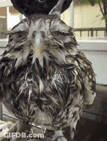 Close Up Of Wet Bird Feathers GIF