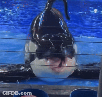 Close Up Of Whale Mouth With Tongue Out GIF