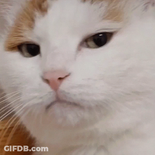 Close Up Of White Cat Face GIF