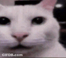 Close Up Of White Cat Face GIF