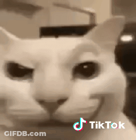 Close Up Of White Cat Face With TikTok Logo GIF