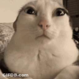 Close Up Of White Cat Making Funny Face GIF