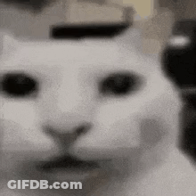 Close Up Of White Cat's Face GIF