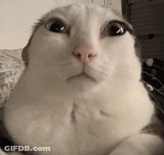 Close Up Of White Cat Surprised Face GIF