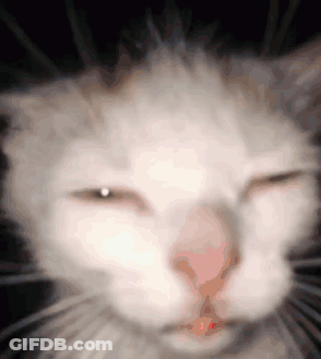 Close Up Of White Cat With Eyes Closed GIF