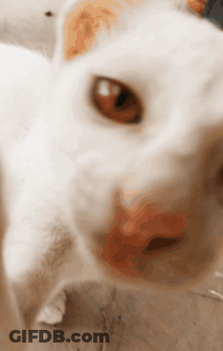 Close Up Of White Dog Face GIF