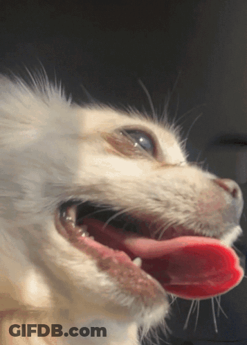 Close Up Of White Dog Tongue Hanging Out GIF