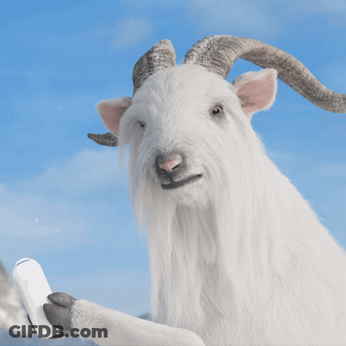 Close Up Of White Goat With Horns GIF