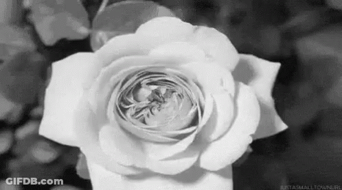 Close Up Of White Rose In Black And White GIF