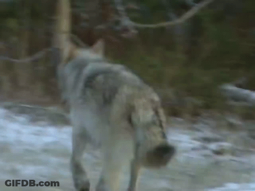 Close Up Of Wolf Walking In Snow GIF