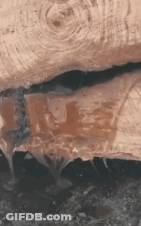 Close Up Of Wood With Water Dripping GIF