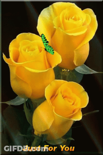 Close Up Of Yellow Rose Petals And Center GIF