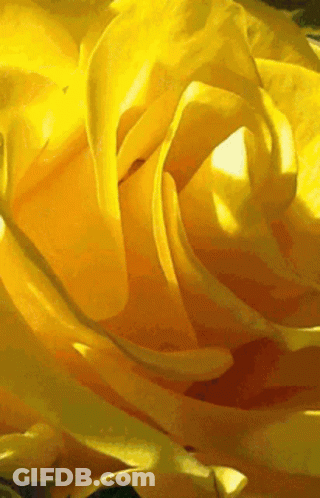 Close Up Of Yellow Rose Petals And Center GIF